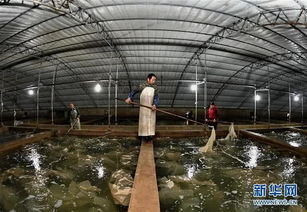 樂亭 海產品工廠化養殖與光禽屠宰加工雙輪驅動，鋪就農民增收致富路